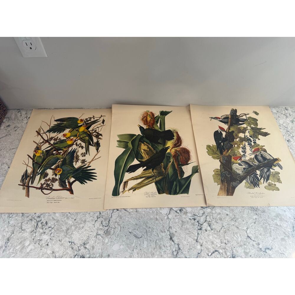 Lot Of 3 Vintage Bird Prints John Audubon The Birds of America